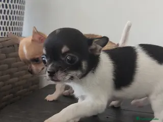 Chihuahua perros Chihuahua Toy macho y hembra - Anuncio 1