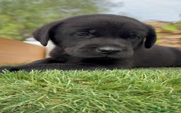Labrador Retriever perros en venta: LABRADOR MACHO - Imagen 3