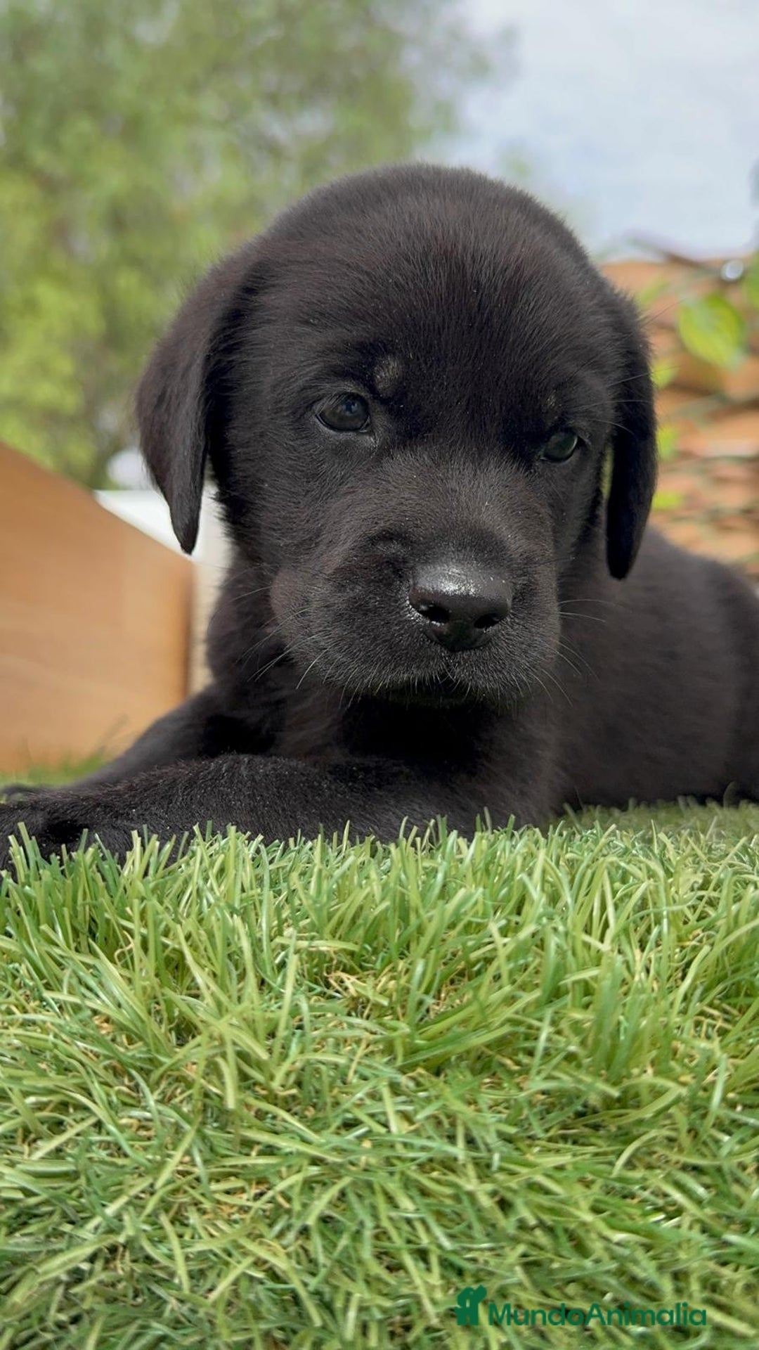 Labrador Retriever perros en venta: LABRADOR MACHO - Imagen 3