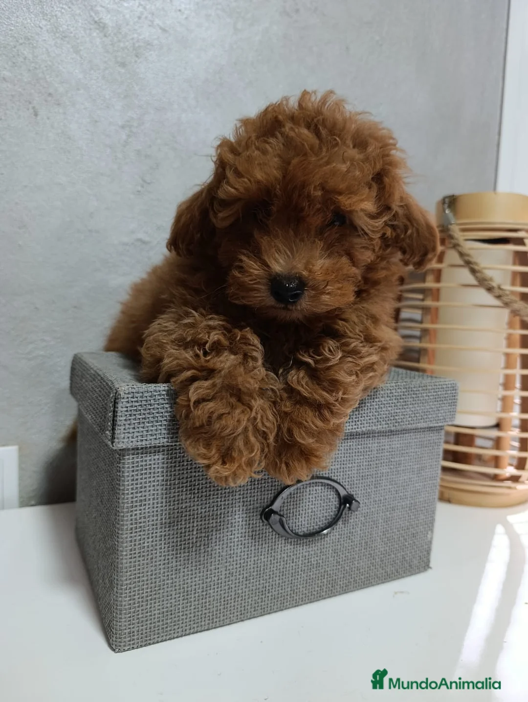 Caniche Toy perros en venta: Caniche toy  - Anuncio 1