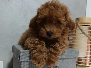 Caniche Toy perros Caniche toy - Anuncio 1