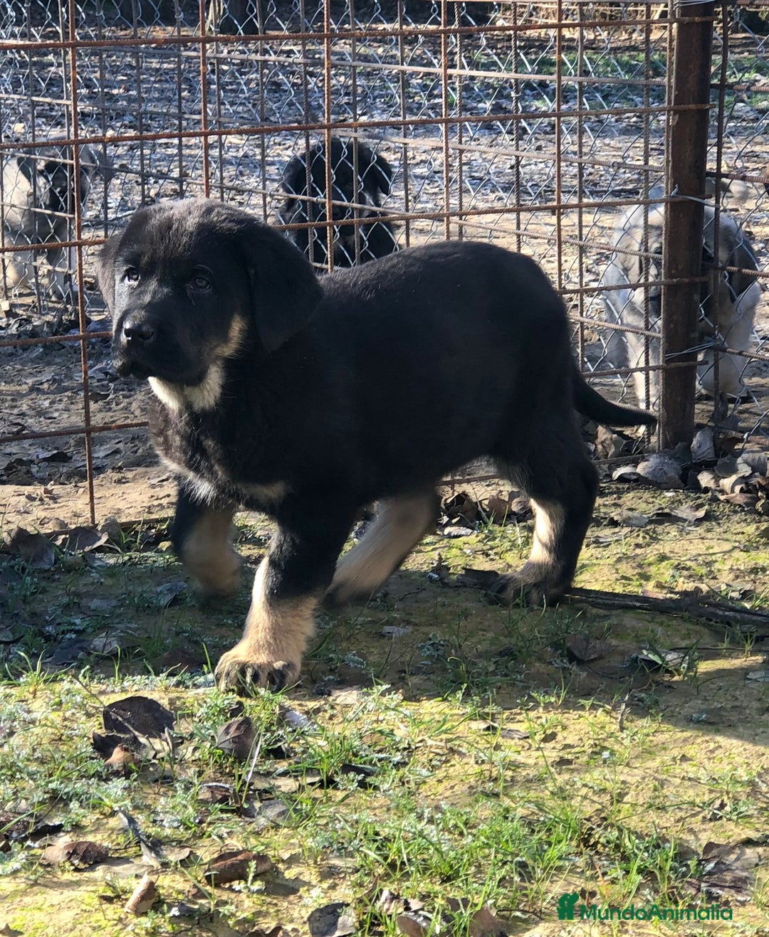 Mastín Español perros en venta: Mastín español - Anuncio 4