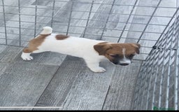 Jack Russell Terrier perros en venta: Jack Russell terrier  - Imagen 3