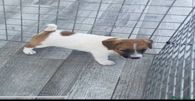 Jack Russell Terrier perros - Anuncio 9