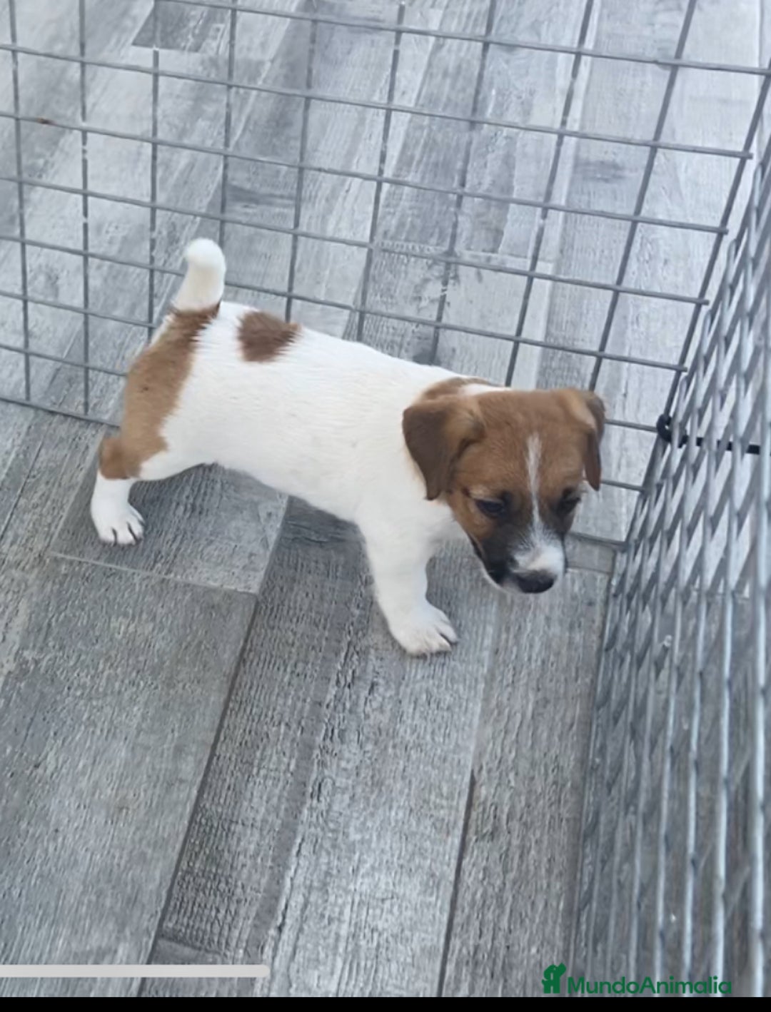 Jack Russell Terrier perros en venta: Jack Russell terrier  - Imagen 3
