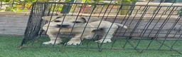 Presa Canario perros en venta: Cachorra presa canario  - Anuncio 2