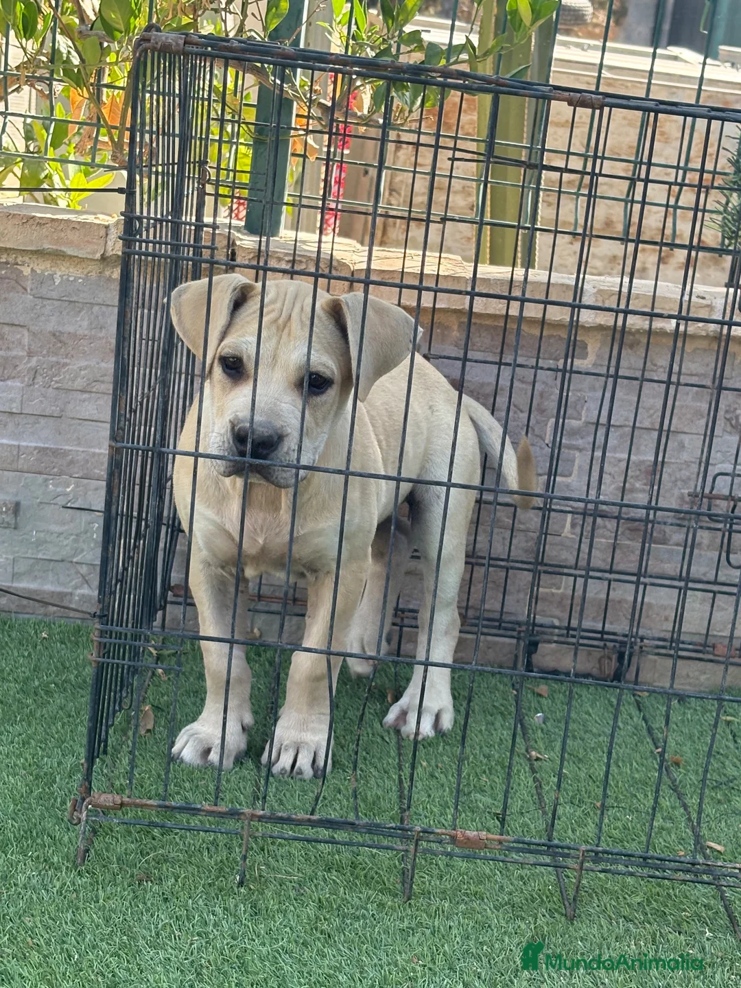 Presa Canario perros en venta: Cachorra presa canario  - Anuncio 2