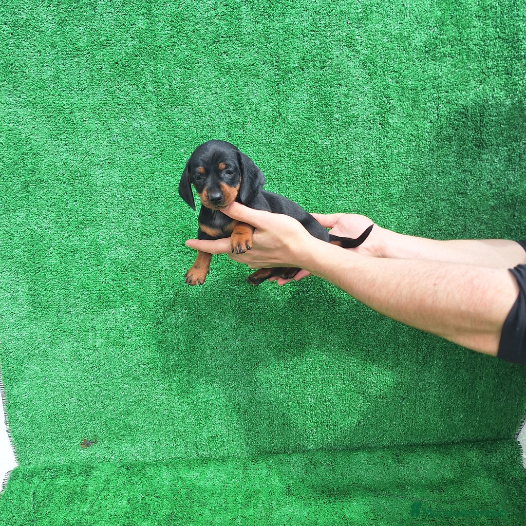 Teckel Miniatura perros en venta: TECKEL KANINCHEN MINIATURA  - Imagen 2