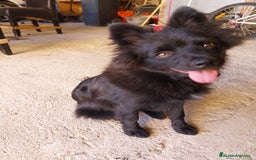 Pomerania perros en venta: OFERTA! Pomearnia 6 MESES - Imagen 2