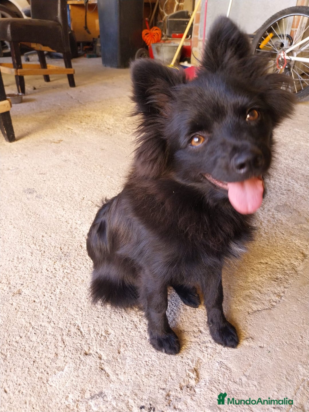 Pomerania perros en venta: OFERTA! Pomearnia 6 MESES - Imagen 2