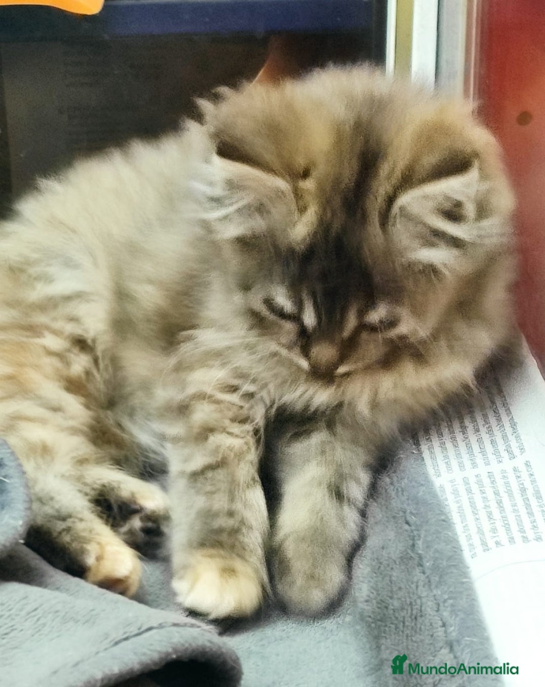 Persa gatos en venta: Últimas hembras de persa europeo - Anuncio 4