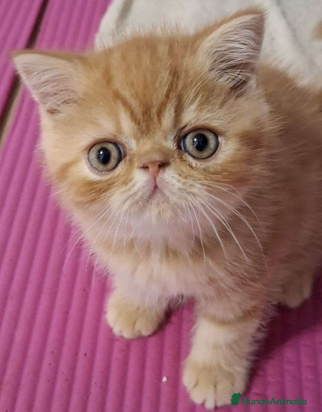 Exótico de Pelo Corto gatos MACHOS EXÓTICOS PELO CORTO en Madrid - Anuncio 2