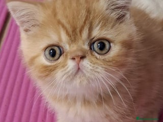 Exótico de Pelo Corto gatos en Madrid - Anuncio 35