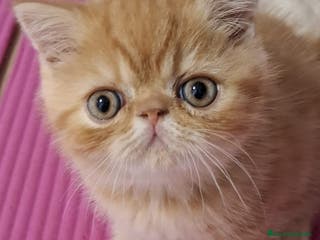 Exótico de Pelo Corto gatos MACHOS EXÓTICOS PELO CORTO en Madrid - Anuncio 2