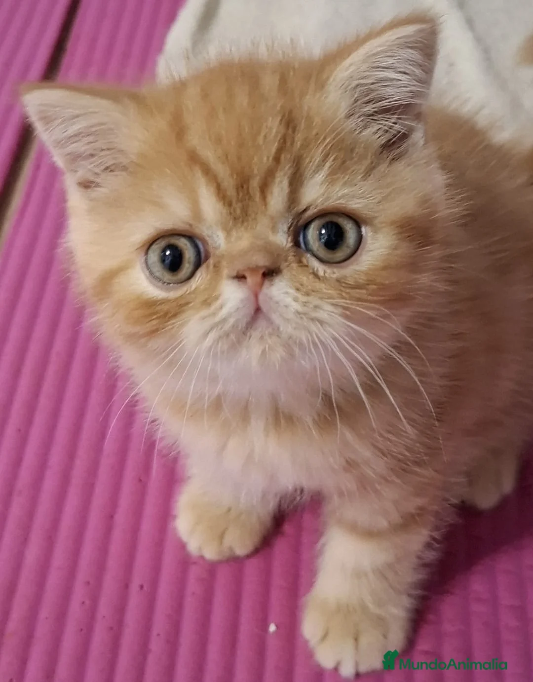 Exótico de Pelo Corto gatos en venta: MACHOS EXÓTICOS PELO CORTO en Madrid - Anuncio 1