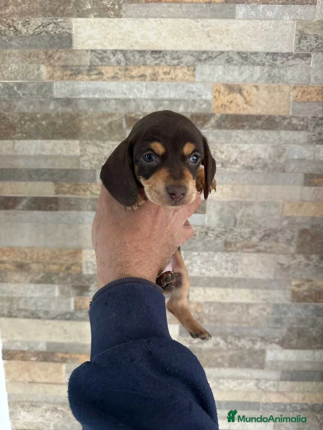 Teckel Miniatura perros en venta: Teckel kanichen hembra chocolate espectacular  - Anuncio 1