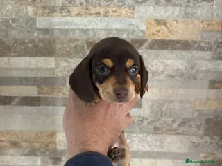 Teckel Miniatura perros Teckel kanichen hembra chocolate espectacular - Anuncio 3