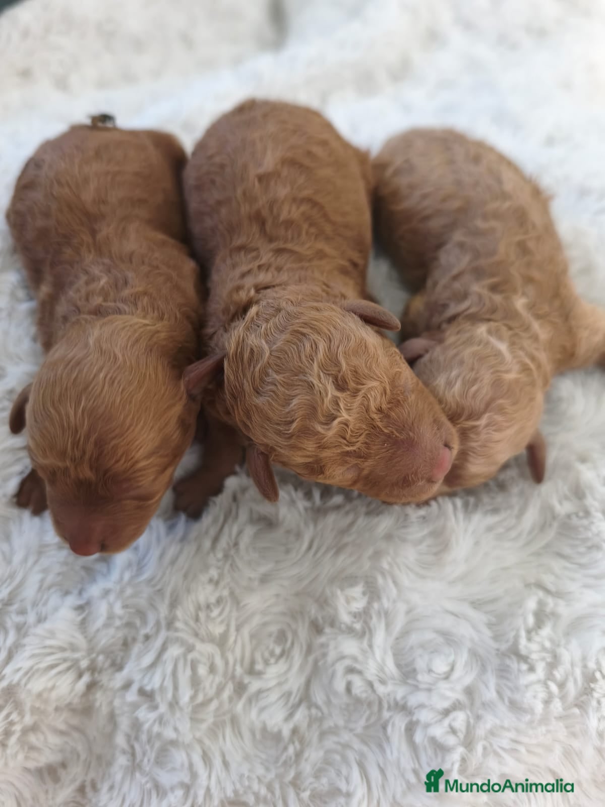 Caniche Toy perros Caniche  toy❤️ - Anuncio 15