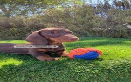 Teckel Miniatura perros en venta: CACHORRITO TECKEL - Imagen 1