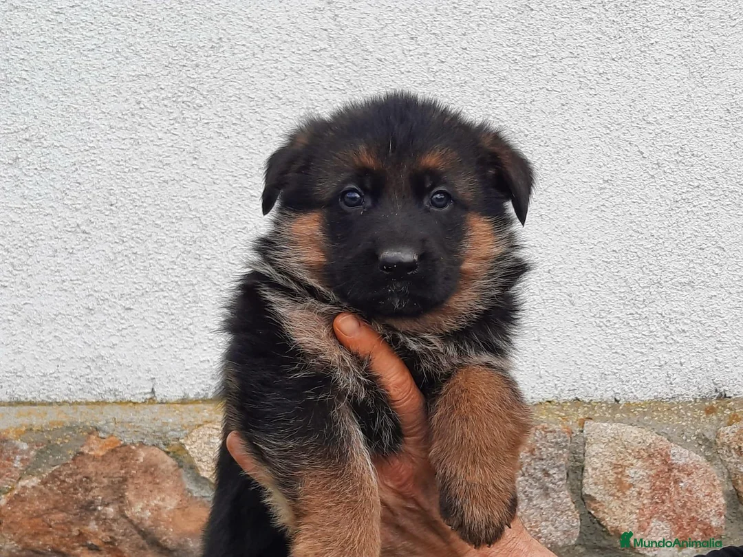 Pastor Alemán perros en venta: Cachorros de pastor alemán  - Anuncio 5