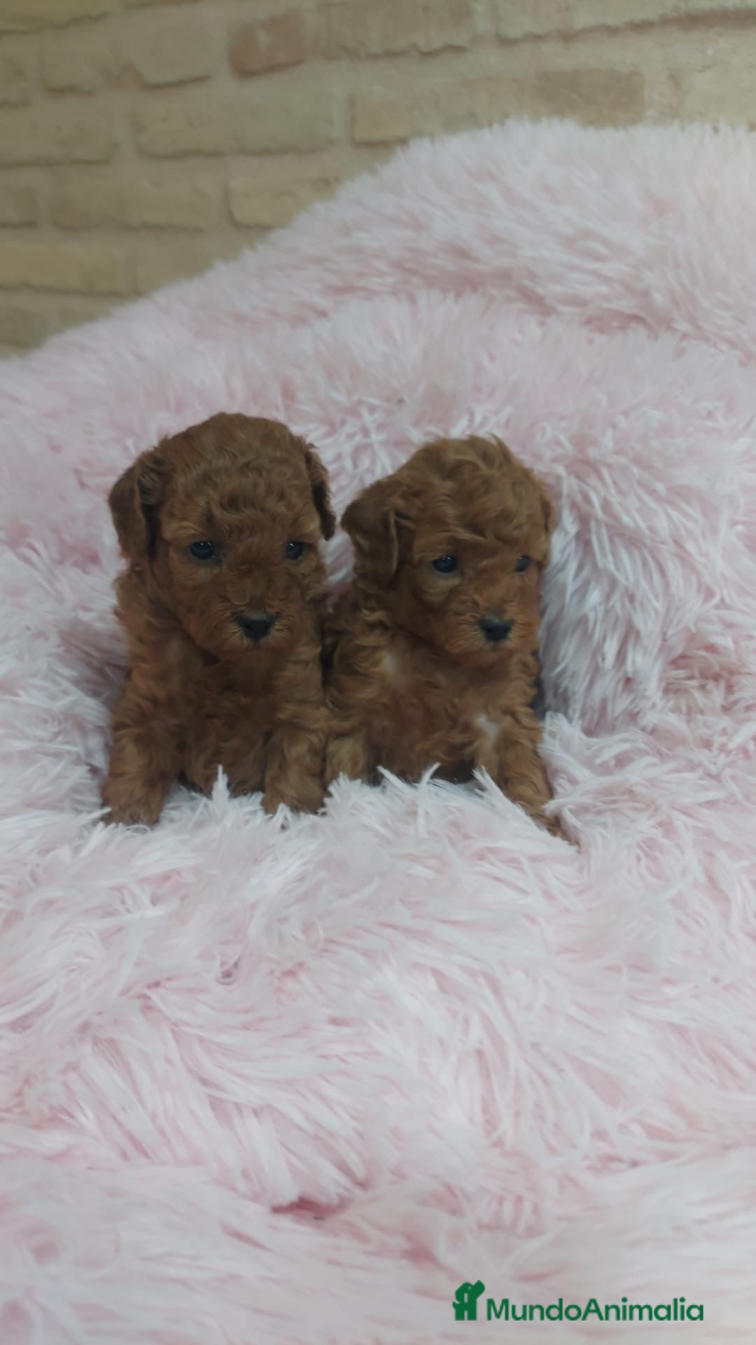 Caniche Toy perros en venta: CANICHE TOY - Anuncio 2