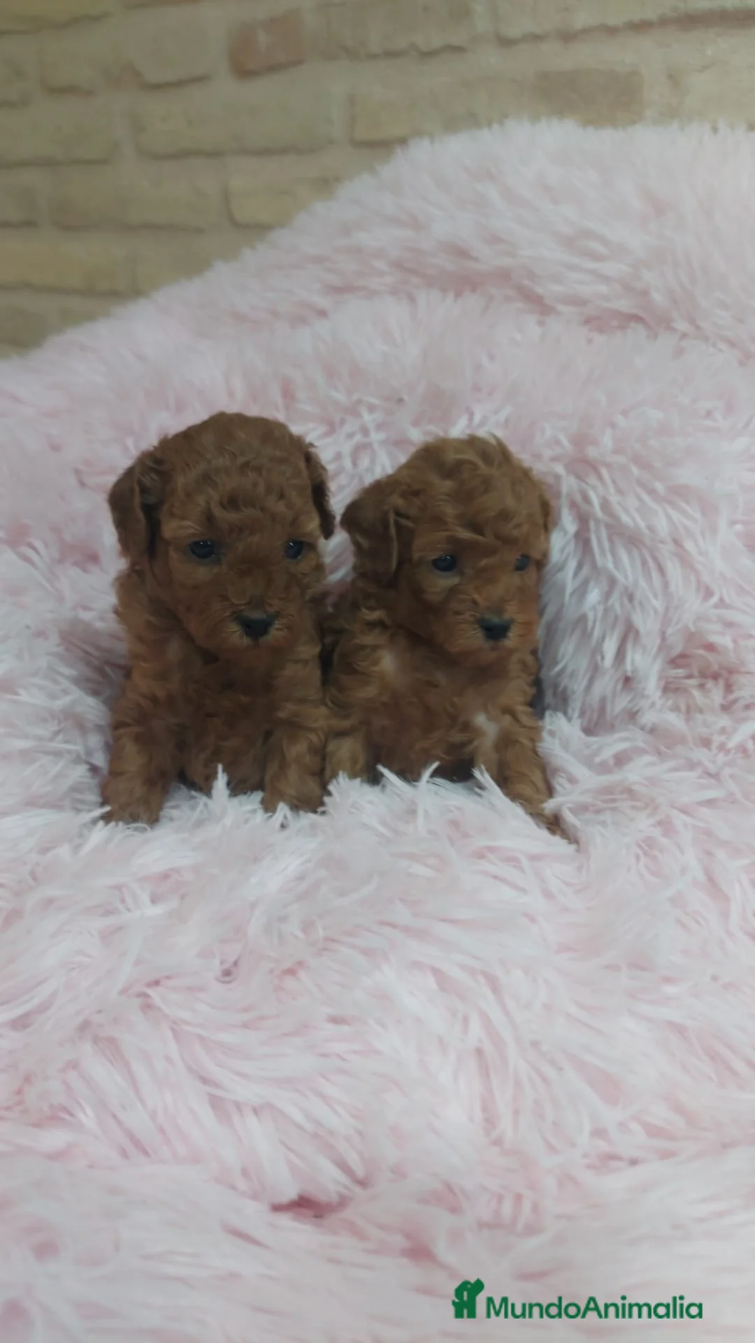 Caniche Toy perros en venta: CANICHE TOY - Anuncio 2