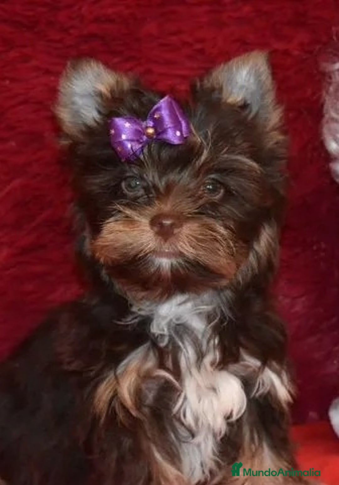 Yorkshire Terrier perros en venta: Exclusivos Yorkshire Exóticos - Anuncio 1