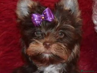 Yorkshire Terrier perros Exclusivos Yorkshire Exóticos - Anuncio 1