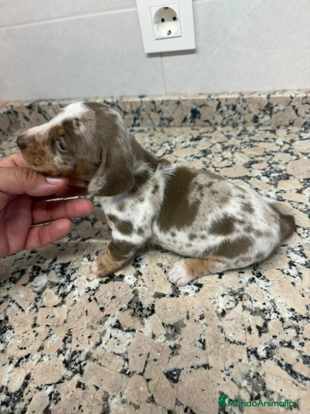 Teckel Miniatura perros en venta: TECKEL ARLEQUIN CHOCOLATE PIEBALD - Anuncio 2