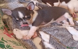 Chihuahua perros en venta: Chihuahua toy - Imagen 4
