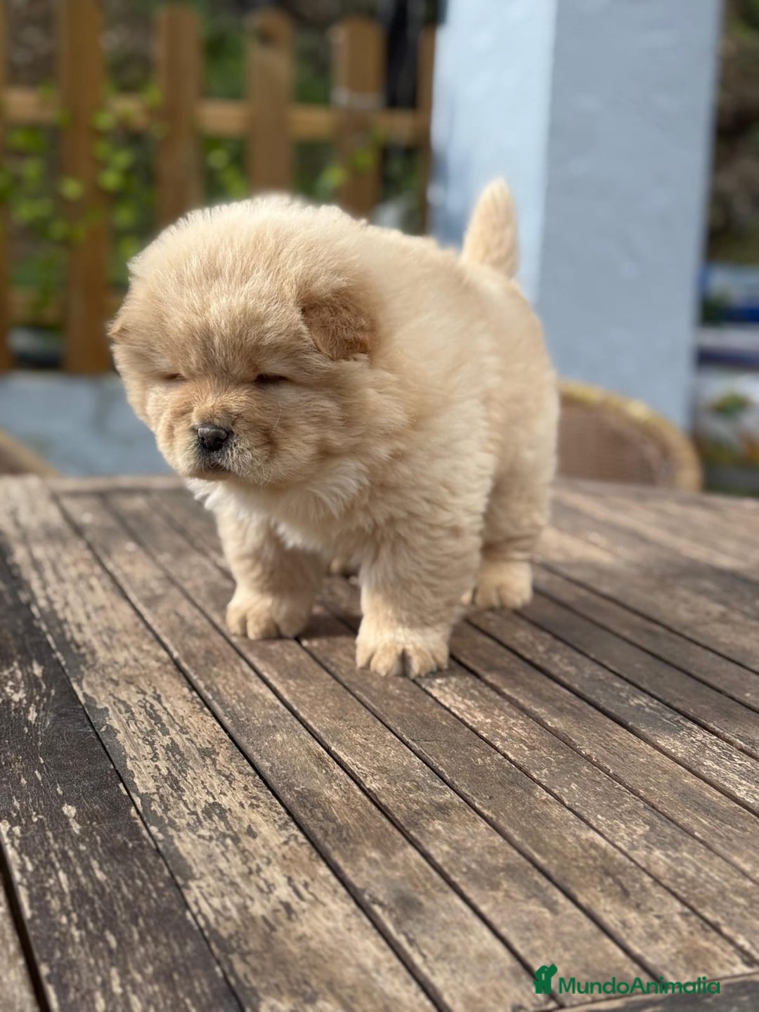 Chow Chow perros en venta: Chow Chow peludito Macho Crema  - Anuncio 1