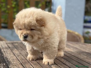 Chow Chow perros Chow Chow peludito Macho Crema - Anuncio 2