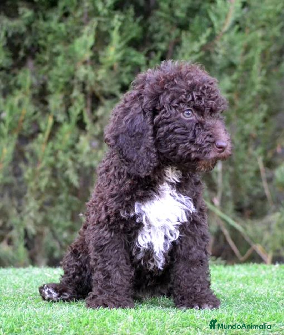 Perro de Agua Español perros en venta: Cachorros perro de agua español - Imagen 1