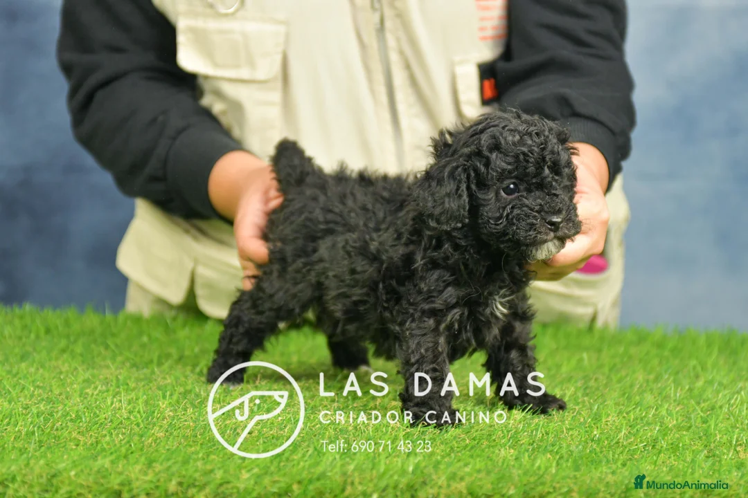 Caniche Toy perros en venta: Cachorros de Caniche. Cría ética, calidad garantía en Burgos - Anuncio 5