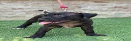 American Pit Bull Terrier perros en venta: Cachorra auténtica APBT - Anuncio 4