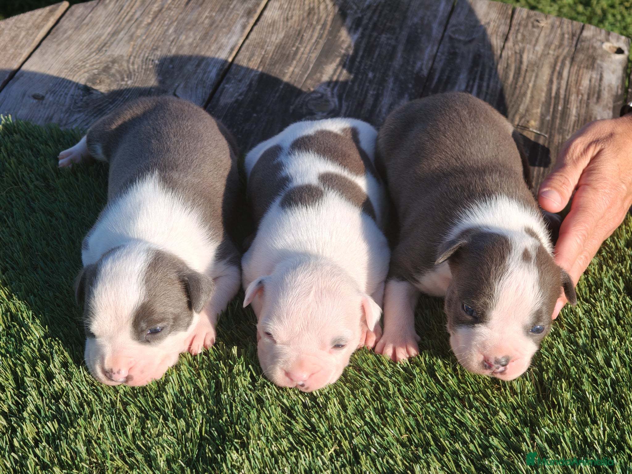 American Staffordshire-Terrier perros en venta: PEDIGREE AMERICAN STAFFORDSHIRE TERRIER BLUE  - Anuncio 2