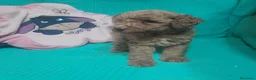 Caniche Toy perros en venta: CANICHE TOY - Anuncio 12