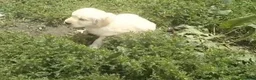 Golden Retriever perros en venta: Golden retriever  - Anuncio 2
