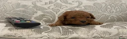 Caniche Toy perros en venta: caniche toy en Vizcaya - Anuncio 6