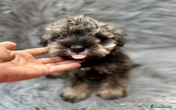 Schnauzer Miniatura perros en venta: SCHNAUZER MINIATURA SALNY PIMIENTA - Imagen 4
