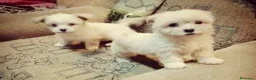 Bichón Maltés perros en venta: Bichón Maltés - Anuncio 1