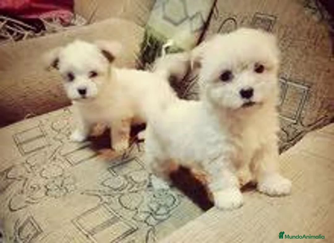 Bichón Maltés perros en venta: Bichón Maltés - Anuncio 1