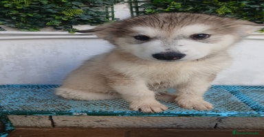 Husky Siberiano perros - Propaganda 4