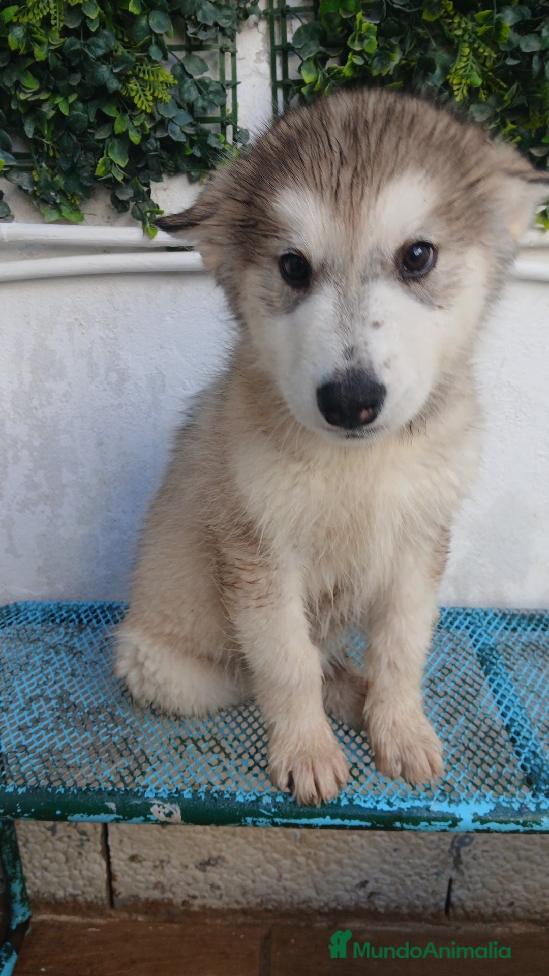 Husky Siberiano perros en venta: ULTIMO HUSKY y ULTIMA  ALASKA MALAMUTE  - Imagen 2