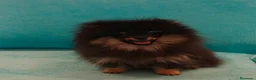 Pomerania perros en venta: Pomerania toy - Anuncio 11