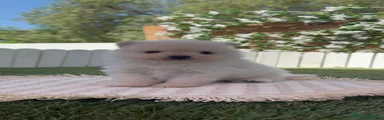 Pomerania 1