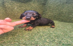 Teckel perros en venta: camada teckel canichen varios colores  - Imagen 13