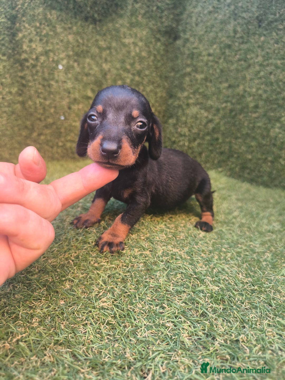 Teckel perros en venta: camada teckel canichen varios colores  - Imagen 13