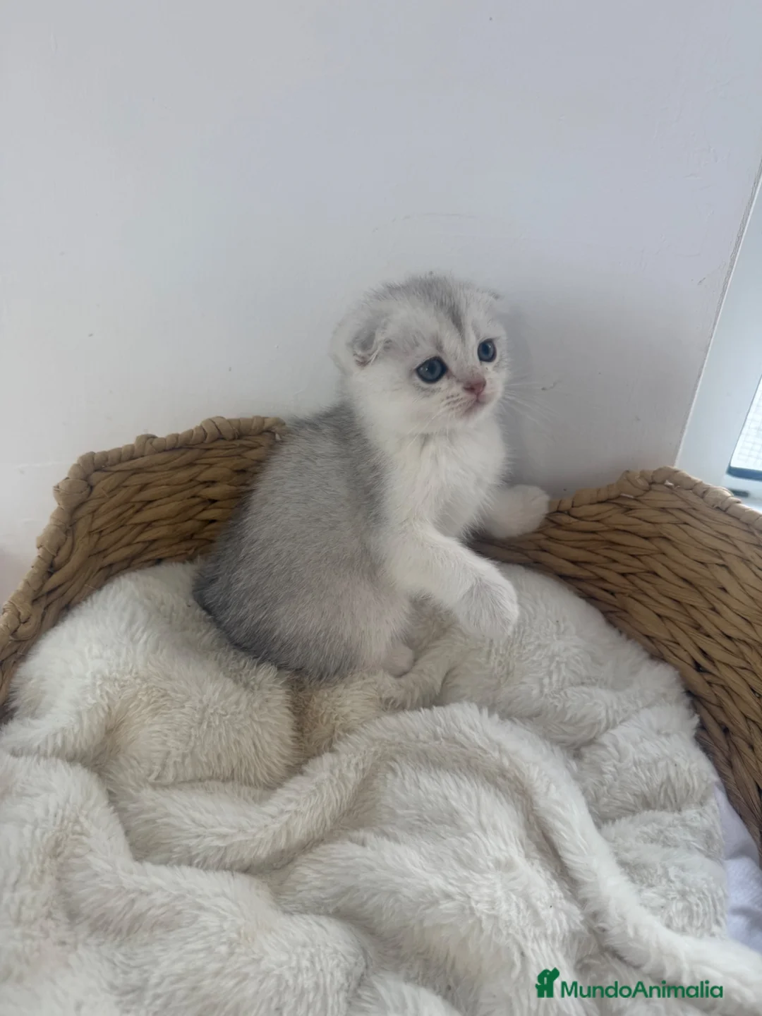 Scottish Fold gatos en venta: Scottish fold macho - Anuncio 2