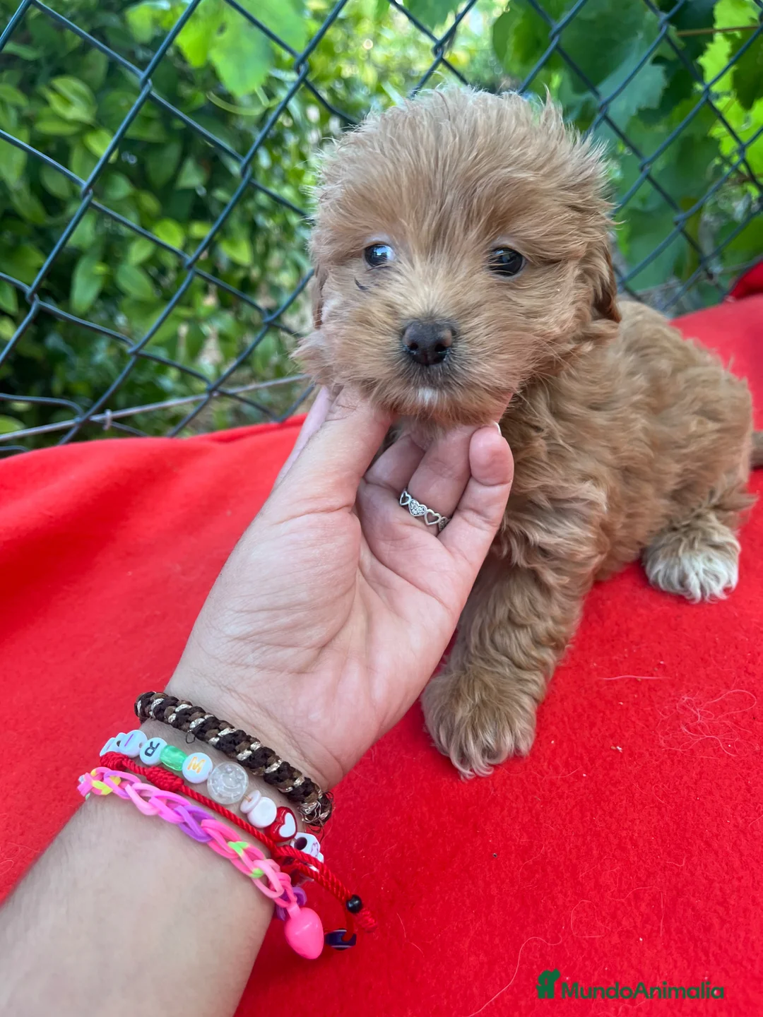Maltipoo perros en venta: PRECIOSA HEMBRA MALTIPOO - Anuncio 3